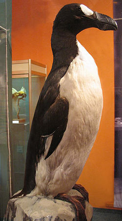  Grand Pingouin (Pinguinus impennis)