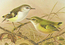  Couple de Acanthisitta chloris,femelle en haut à gauche.