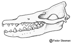  Crâne de Rodhocetus
