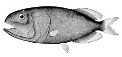  Rondeletia bicolor