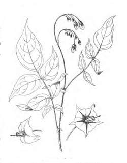  Solanum maglia (Ernest Roze, Histoire de la pomme de terre)