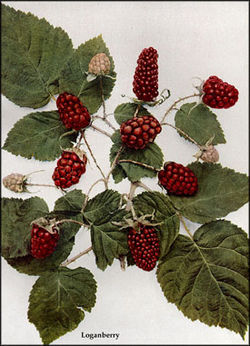  Rubus ×loganobaccus
