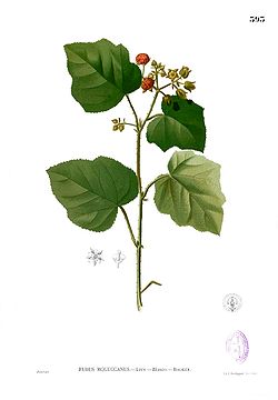  Rubus moluccanus