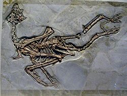  squelette de Sapeornis chaoyangensis