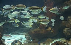  Des Saupes (Sarpa salpa)à l'Aquarium Cinéaqua