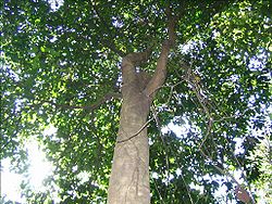  Scorodocarpus bornensis