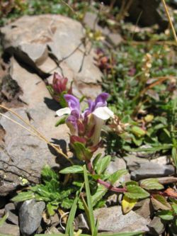  Scutellaria alpina