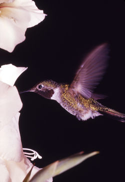  Colibri à queue large (Selasphorus platycercus)se nourrissant de nectar.