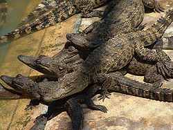  Crocodile du Siam