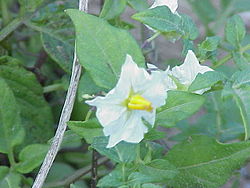  Fleurs de Solanum venturii.