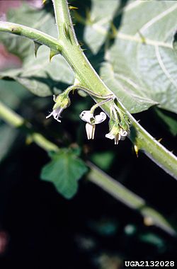  Solanum viarum