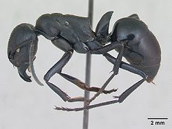 Streblognathus peetersi