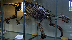Squelette de  Thalassocnusau Muséum national d'histoire naturelle, Paris