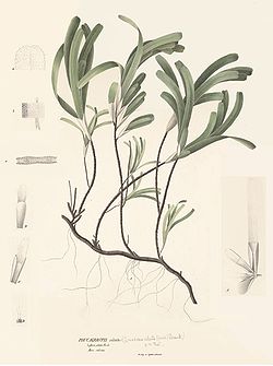  Thalassodendron ciliatum
