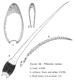 Tillandsia racinae L.B.Sm.Illustration du protologue.