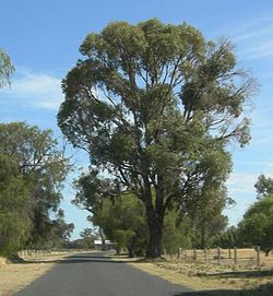  Eucalyptus gomphocephala