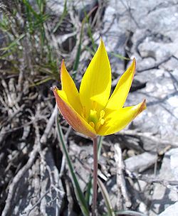  Tulipa sylvestrissubsp. australis