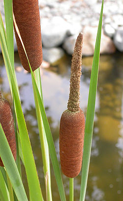  Typha angustifolia
