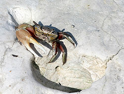  Crabe violoniste (Uca pugilator)