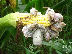  Ustilago maydis sur un épi de maïs
