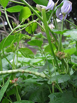  Vigna unguiculata subsp. cylindrica