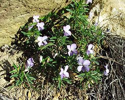  Viola arborescens