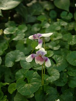  Viola hederacea