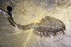  Fossile de Waptia fieldensis
