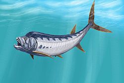  Xiphactinus était l'un des plus grands Ichthyodectidae