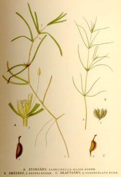  Zannichellie des marais(Zannichellia palustris)
