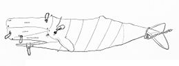 Représentation schématique d'un cachalot avec les marques de découpe, en spirale autour du corps et démarquant au niveau de la tête la mandibule, le sommet du crâne pour le spermaceti le plus pur, le junk en dessous et une partie au-dessus de la gueule s'étalant vers l'œil appelée whitehorse