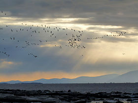Image illustrative de l'article Refuge d'oiseaux de L'Islet