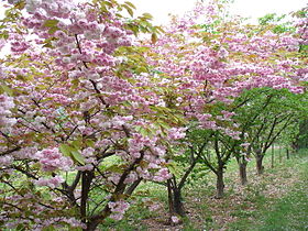 Floraison de cerisier à la Collection Nationale de fruits