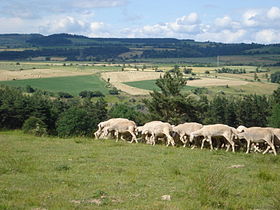Fontanes, moutons sur le haut plateau