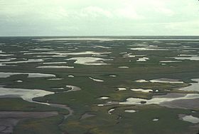 Marécages du delta du Yukon-Kuskokwim