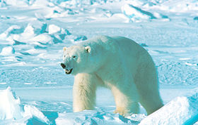 Image illustrative de l'article Réserve naturelle du Grand Arctique