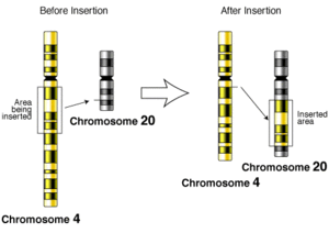 Insertion chromosomique.gif