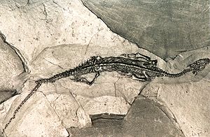 Le Pachypleurosaurus, un fossile, qui a été trouvé au Monte San Giorgio.