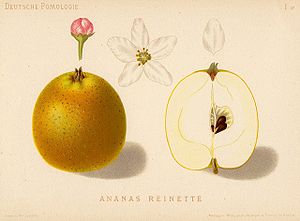 Reinette Ananas.jpg