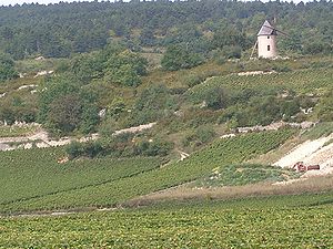 Santenay (Bourgogne) - vignoble.JPG