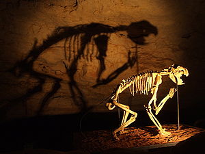 Squelette de lion marsupial exhibé dans les cavernes