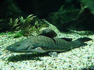 Un gros poisson-chat reposant sur un fond d'aquarium