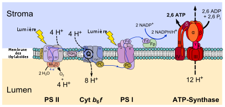 Thylakoid membrane-fr.svg
