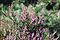 Calluna vulgaris 1.jpg