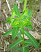 Euphorbia hyberna 1.jpg