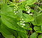 Maianthemum bifolium1.jpg