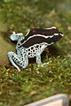 Poison Dart Frog (Dendrobates tinctorius) 3.jpg