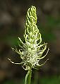Phyteuma spicata 280504.jpg