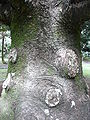 Araucaria cunninghamii trunk 01 by Line1.JPG