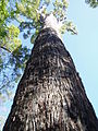 Eucalyptus marginata 2.jpg